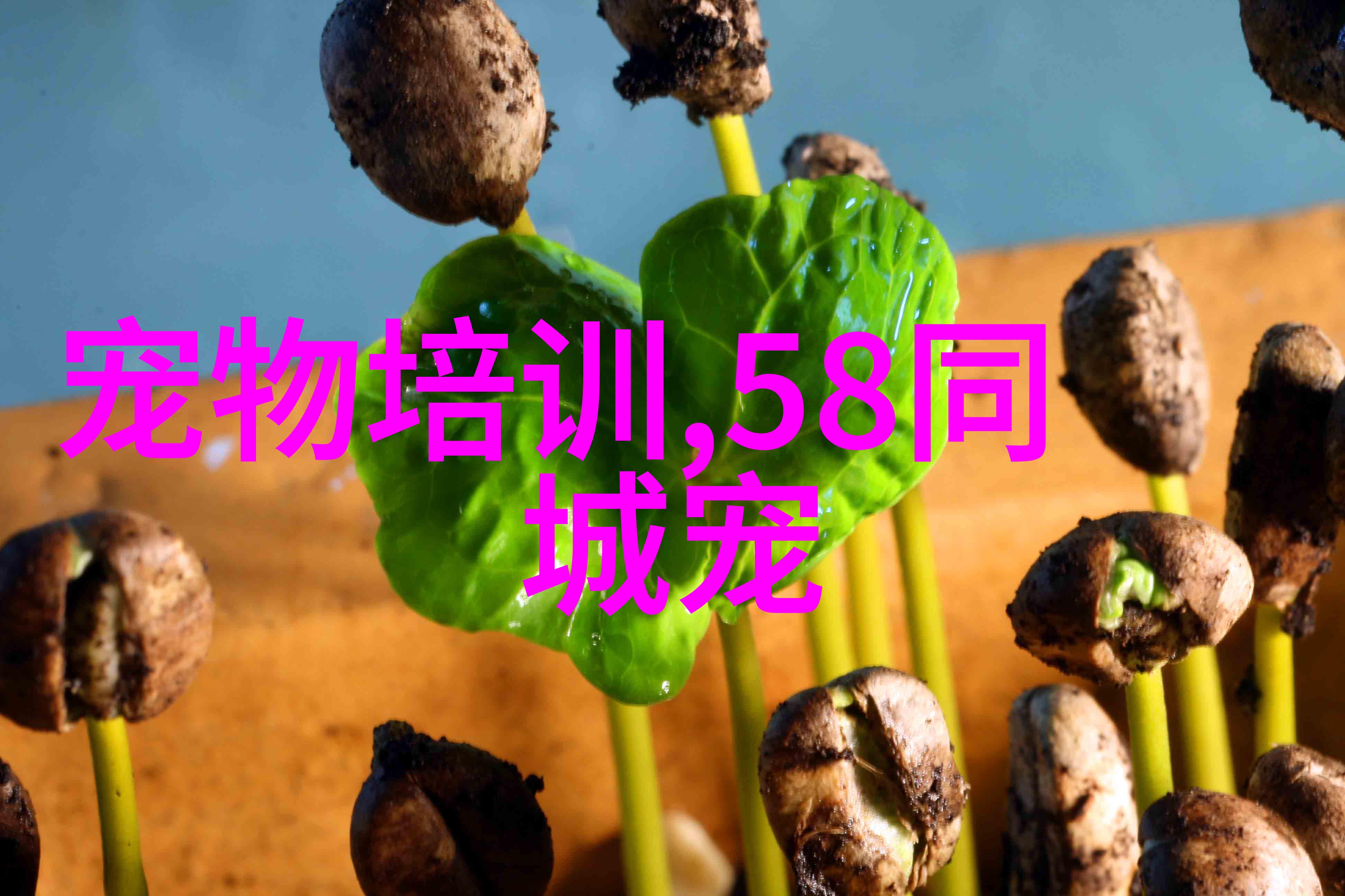 约克夏造型艺术精致小贵族的时尚密码