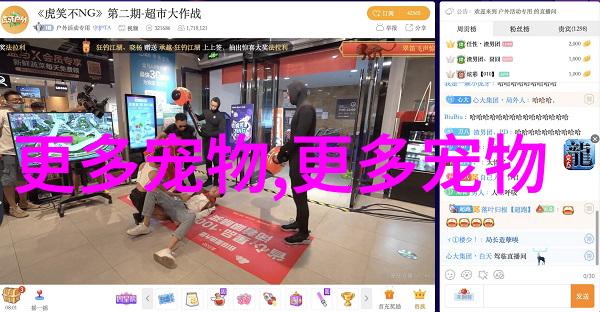 重庆万羽信鸽参加国家赛兰州赛区